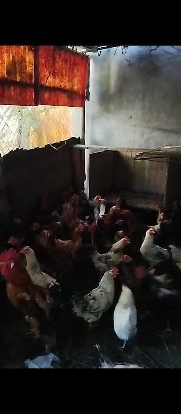 Məhsul: 40 toyuq 15 xoruz çəkiləri balacalar 1.700-2 kilo arası — 3