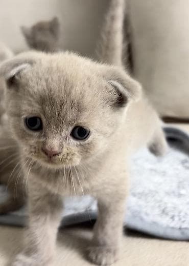 ucuz pişikler: Şotland yastı qulaq — 2