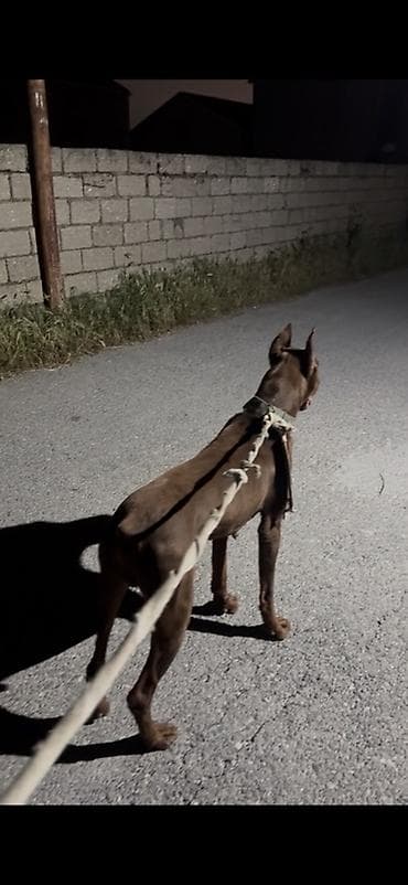 heyvan geyimi: Doberman, 1 il, Erkek, Peyvəndli, Ödənişli çatdırılma — 3