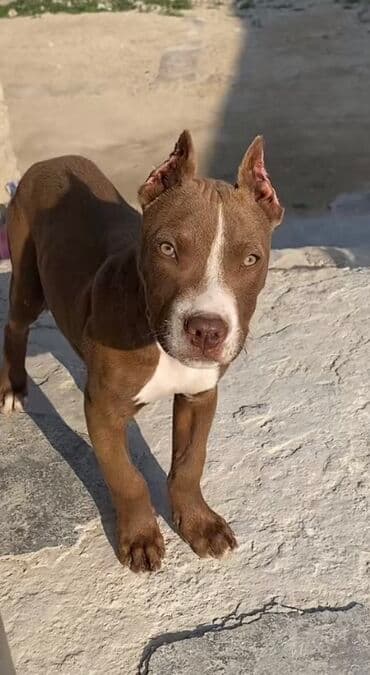 pekines itləri: Pitbul, Peyvəndli — 5