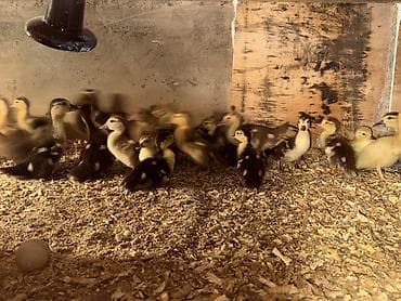 dovsan yemi: Lal ördək balalrı cinsdilər Krasnadar,zümrüdü,lavanda və yerli 3 - — 2