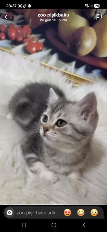 qara pişik: Silver sinsila temiz qan erkeydi Anada atada silverdi saqlam baladi — 6