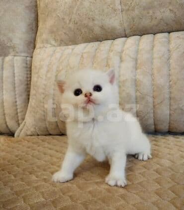 шотландская вислоухая кошка цена в баку: Şotland yastı qulaq, Erkək, Dişi, Ünvandan götürmə — 2