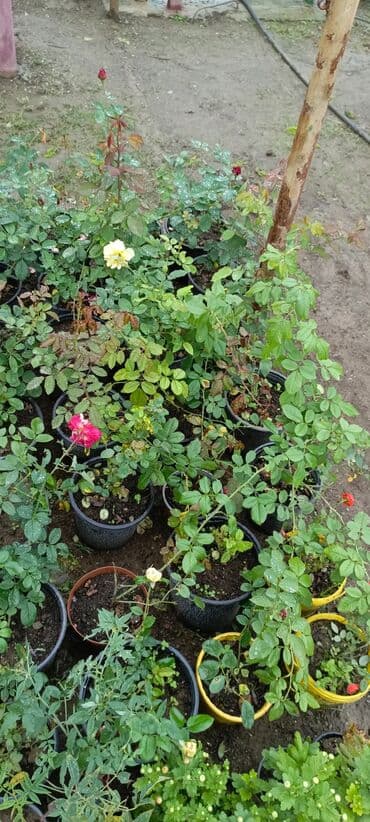 bitki satışı: Satışda dekorativ saksı bitkiləri – bağ və interyer üçün. - Euphorbia — 9