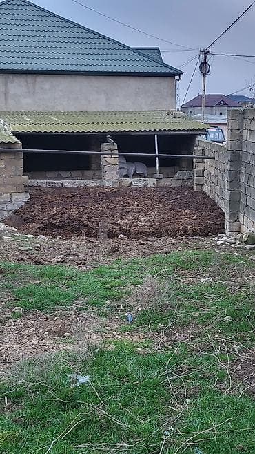 bitki toxumlarinin satisi: Təbii mal peyini – üzvi gübrə - Heyvandarlıq təsərrüfatından — 1