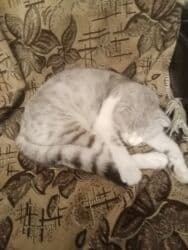 pişiklər bala: Britan, Dişi, Yaxşı əllərə, Pulsuz çatdırılma — 3