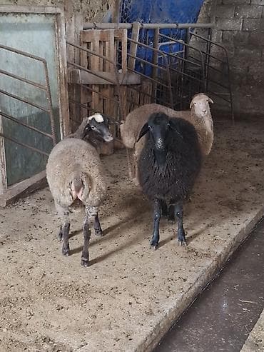 Satışda: Qoyunlar (3 baş) - Növ: Qarışıq yerli ətlik/ələtlik qoyunlar — 3