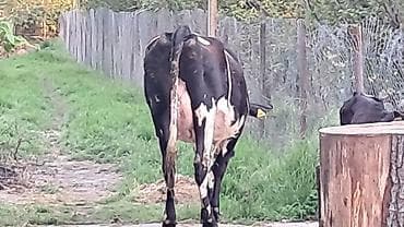 simmental inək satılır: Dişi, Simental, il: 3, 550 kq — 2