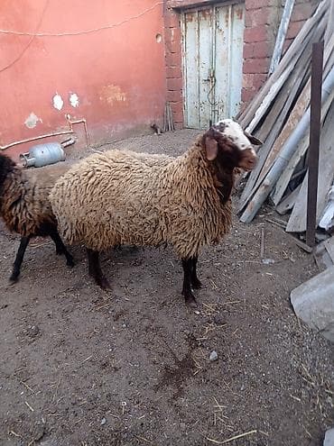 Erkək, Qala, il: 1, Damazlıq