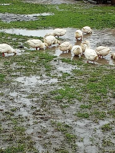 toy poodle qiymetleri: Ağ ördəklər – sürü şəklində - Yerli təsərrüfatda saxlanılan, aktiv və — 5