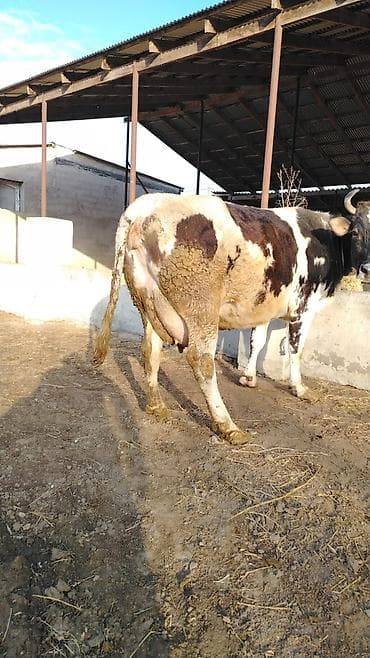 ov iti satilir: 21 litir sud verir 4cu balasdi bir heftedi dogdugu ama balasi ölub kim — 2