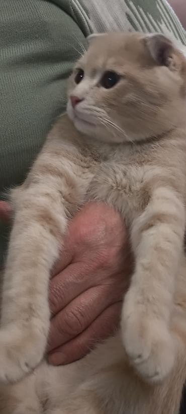 K/t heyvanları və malları: Şotland — 8