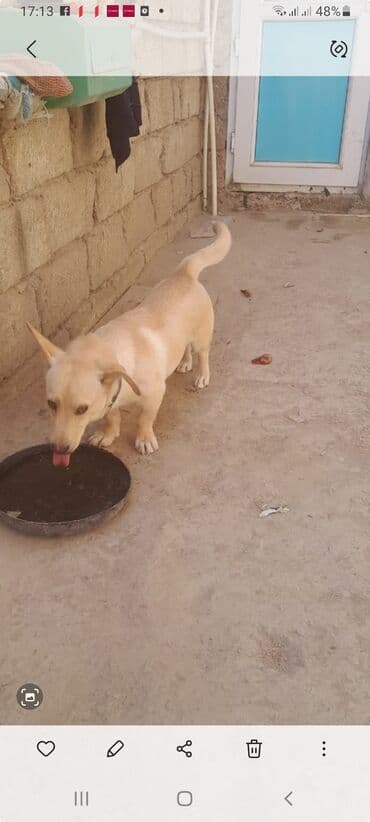 собака отдам в хорошие руки: 2 года, Самец, Самовывоз — 4