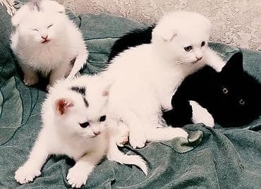 cins buzovlar: Məhsul: Pişik balaları Təsvir: - Şirin pişik balaları müxtəlif rəng — 1
