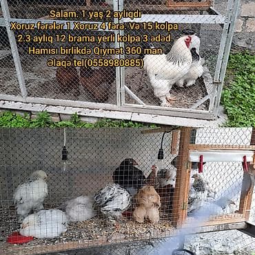 Xoruz, Brama, il: <1 lalafo.az -da Xoruz, Brama, il: <1