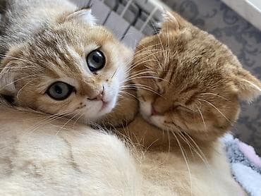 Heyvanlar: Qızıl şinşilla, Dişi — 4