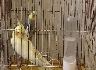 quş hini: Nymph (korella) cütü və qəfəs dəsti - Quşlar: 2 ədəd nymph/korella – — 1