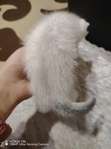 ən ucuz pişiklər: Britan, Yaxşı əllərə — 5