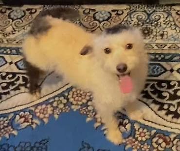 Sevimli kiçik ölçülü it - Cins: qarışıq (balaca/orta boy tipaj) - lalafo.az -da Sevimli kiçik ölçülü it - Cins: qarışıq (balaca/orta boy tipaj) -