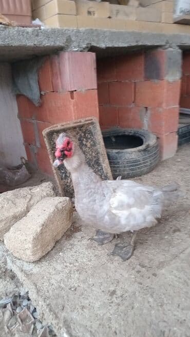 mirvari ördək: Muscovy ördəkləri (indo-ördək) satılır. Xüsusiyyətlər: - Rəng: açıq — 2