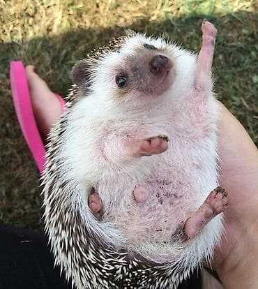 gemiriciler: Salam Kirpilermiz Artiq satisda. buyurub eleqe saxlia bilersiz — 1