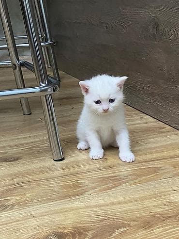 Heyvanlar üçün mallar: Erkək, Dişi, Yaxşı əllərə, Ünvandan götürmə, Pulsuz çatdırılma, Ödənişli çatdırılma — 3