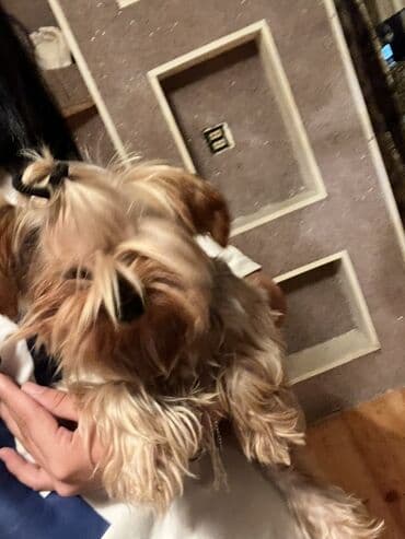 ingilis setteri it cinsinin digər adı: Yorkşir teryer — 2