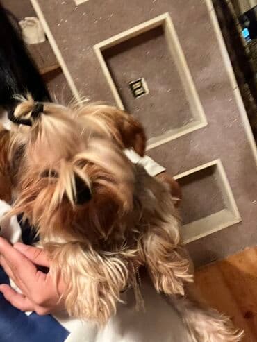 1 günlük kirayə evlər: Yorkşir teryer, 4 ay, Erkek, Ünvandan götürmə, Ödənişli çatdırılma — 2