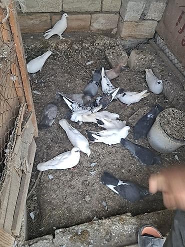 Qüvvətli uçuşlu ev göyərçinləri - Növ: ev/qarışıq cins göyərçinlər -