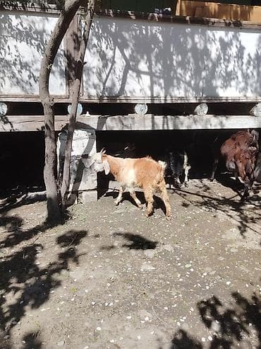 ereb ati satilir: Südlük keçi – qəhvəyi rəng, alnı və burnunda ağ ləkəli. Uzun sallaq — 4