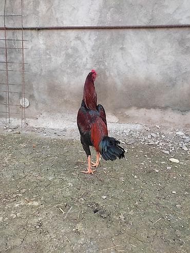 С/х животные и товары: Məhsul: Uzunboy (Malay/Asil tipli) döyüş tipli xoruzlar Təsvir: - — 10