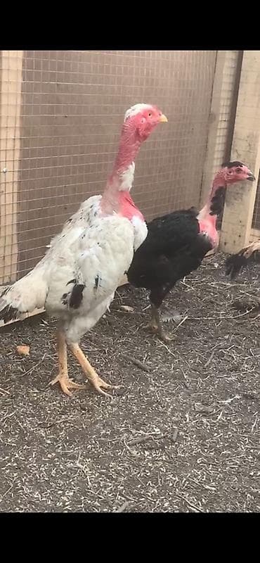 Salam. Boynu lüt heyratidan dönmə toyuq, xoruz, cuce ferq elemez