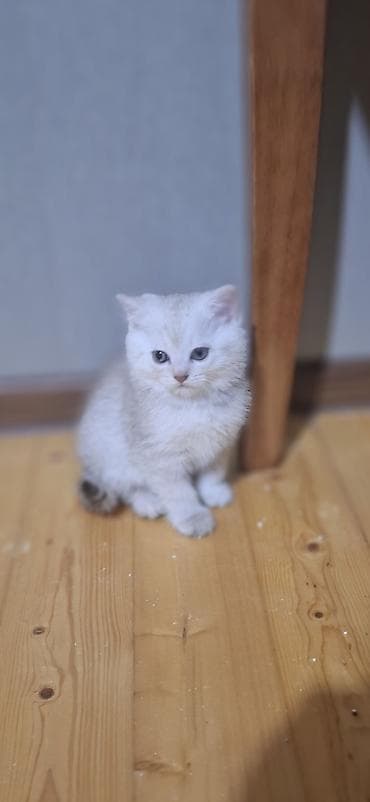 pitbul bala: Şotland, Ünvandan götürmə — 3