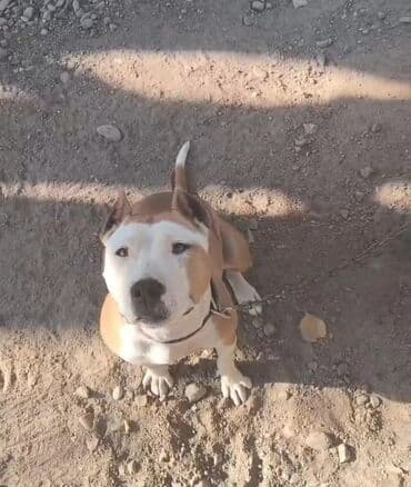 3D panellər: Pitbul, Dişi — 2