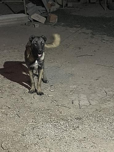 balaca ag itler: Kanqal, 5 ay, Dişi — 2