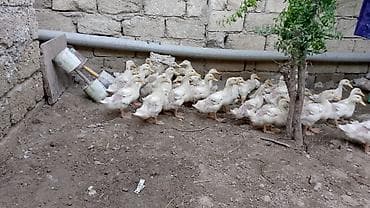 kiçik heyvanlar: Çox sayda var balaca böyük — 1