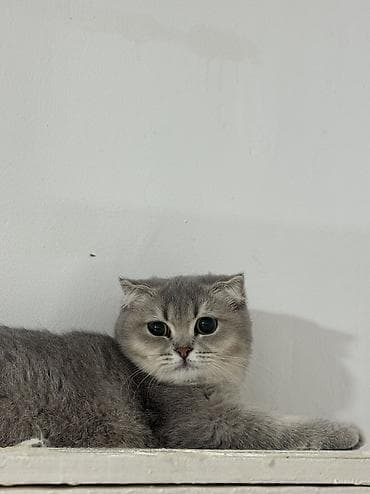 Şotland, Dişi, Yaxşı əllərə, Ünvandan götürmə