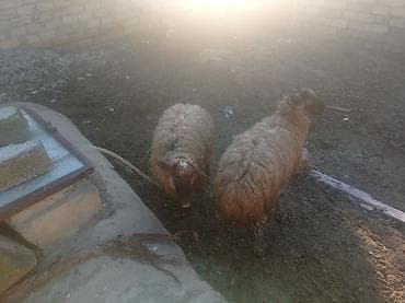 Рогатый скот: Məhsul: Qoyunlar Təsvir: - Şəkillərdə yerli cins qoyunlar görünür; — 2