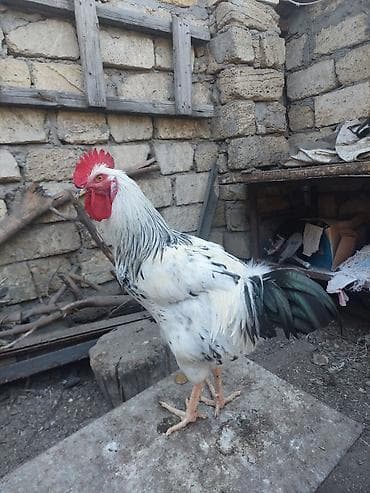 Xüsusi rəng çaları olan xoruz - Cinsəoxşar görünüş: ağ-qara ləkəli — 5