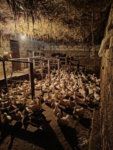 клетка для попугая купить: Ördek sürüsü satışda. Xüsusiyyətlər: - Ağ rəngli ətlik yumurtalıq — 1