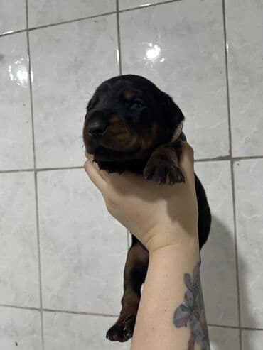 cinsi hevesi artiran dermanlar: Doberman, Dişi, Sənədli, Ünvandan götürmə — 4