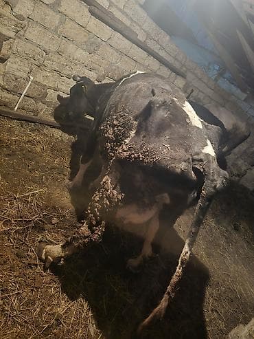 Digər heyvanlar: Süd yönümlü inək - Cins: qara‑ala (holşteyn tipli) - Məqsəd: südçülük — 5