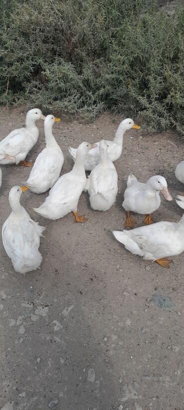 ördək balası və cücə: Ağ ördəklər sürüsü - Rəng: tam ağ lələkli, narıncı gaga və pəncələr - — 2