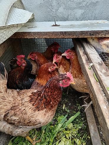 toyuq qəfəsi: Toyuq, Yumurtalıq — 3