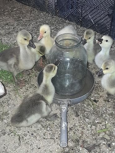 kənd colpası: Qaz balaları istiyən olsa hamısına 100 azn verib aparsın çox yaxşı — 2