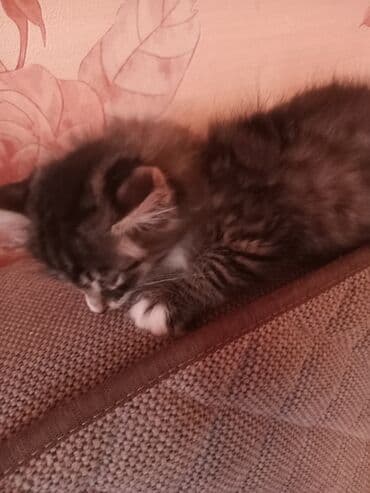 Daraq panellər: Tabbi, Yaxşı əllərə — 3