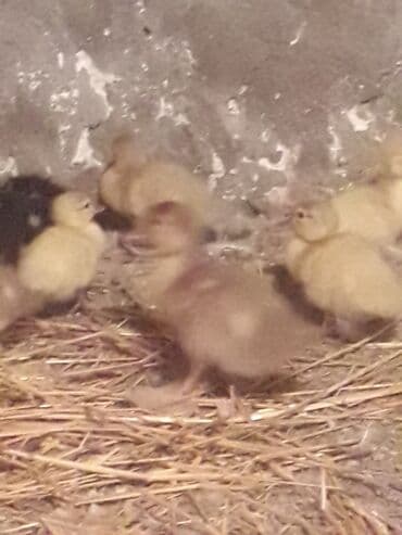 ruan ordək: Lavanda ve Macar balalari satilir.10 manata böyukler. Balacalar 5 — 4