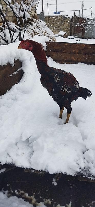 Cins: Uzunboylu döyüş tipli xoruz (Aseel/Asil tipajı) Rəng lalafo.az -da Cins: Uzunboylu döyüş tipli xoruz (Aseel/Asil tipajı) Rəng