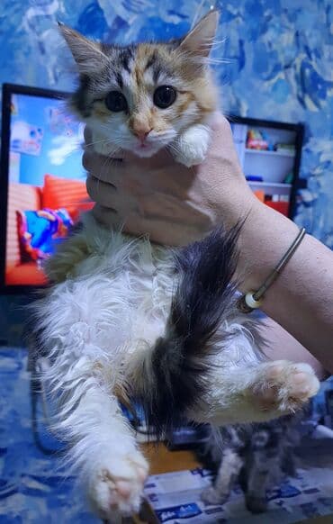 Pişiklər: Norveç, Yaxşı əllərə, Ünvandan götürmə — 6