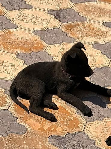 pitpul it: Peyvəndli — 3